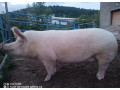 predam-prasnicu-small-0