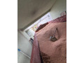 predam-psenicu-small-0