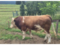 predam-byka-small-0
