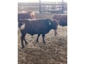 plemenny-byk-dexter-small-2