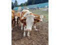 byky-jalovice-small-3