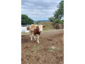 byky-jalovice-small-0