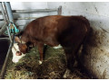 jalovica-small-0