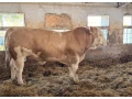 plemenne-byky-masovy-simental-small-1