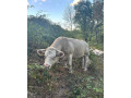 byk-charolais-small-2