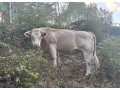 byk-charolais-small-0