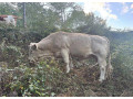 byk-charolais-small-1
