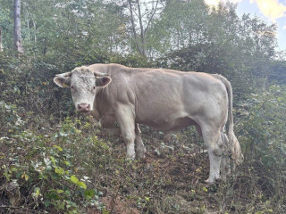 byk-charolais