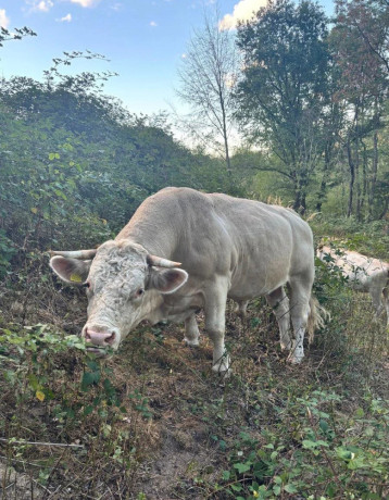 byk-charolais-big-2