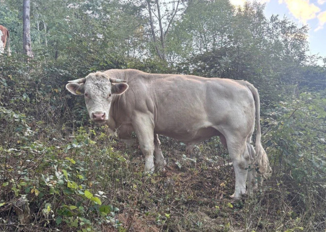 byk-charolais-big-0