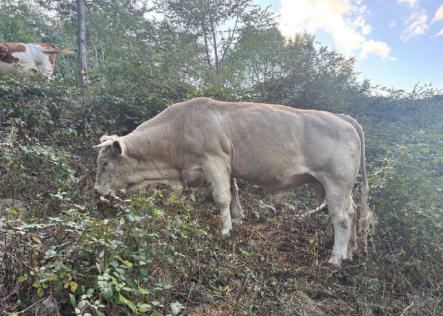 byk-charolais-big-1