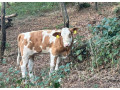 jalovicka-charolais-slovenska-strakata-small-0