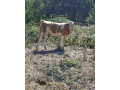 jalovicka-charolais-slovenska-strakata-small-3