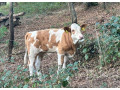 jalovicka-charolais-slovenska-strakata-small-1