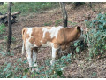 jalovicka-charolais-slovenska-strakata-small-2