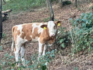jalovicka-charolais-slovenska-strakata