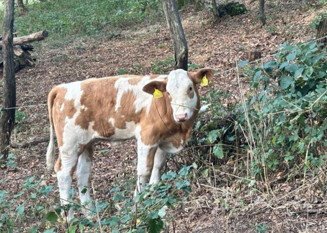 jalovicka-charolais-slovenska-strakata-big-0