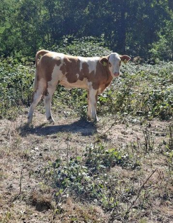 jalovicka-charolais-slovenska-strakata-big-3