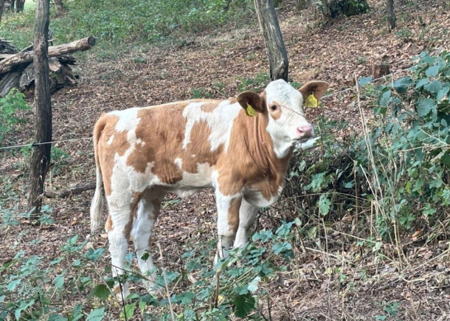 jalovicka-charolais-slovenska-strakata-big-1