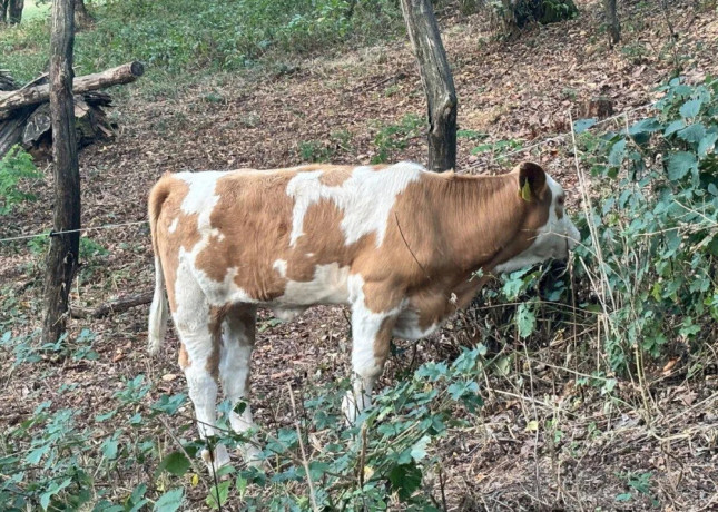 jalovicka-charolais-slovenska-strakata-big-2