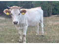 jalovica-small-4