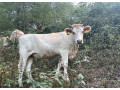 jalovica-small-0