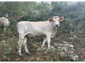 jalovica-small-1