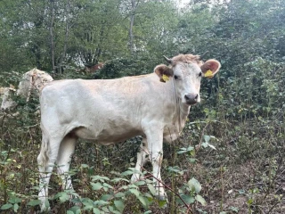 jalovica