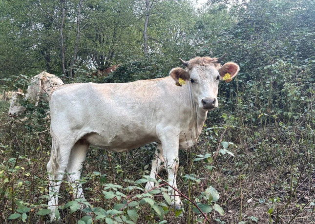 jalovica-big-0