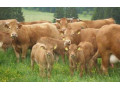 bycky-limousineslovensky-strakaty-small-0