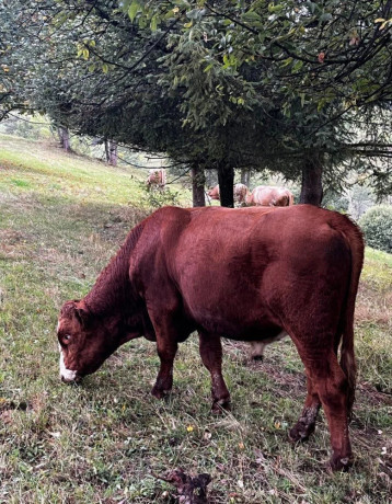 hovadzie-maso-big-1
