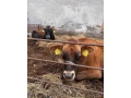 predam-jalovicu-jersey-small-1