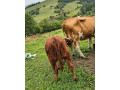 predam-jalovicu-small-1