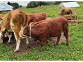 predam-jalovicu-small-2