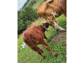 predam-jalovicu-small-0