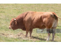 hovadzie-maso-small-0