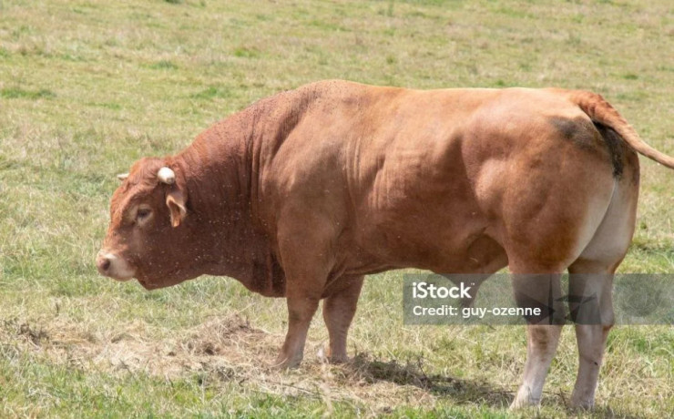 hovadzie-maso-big-0