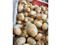 predam-zemiaky-na-krmenie-small-0