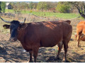 predam-kravu-limuzinu-small-0