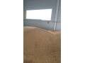predam-psenicu-small-0