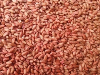 psenica-ozimna-ostinata-osivo