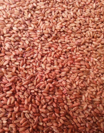 psenica-ozimna-ostinata-osivo-big-0