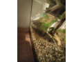 predam-ostrieza-small-0