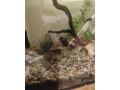 predam-ostrieza-small-2