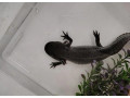 axelotl-mexicky-small-4