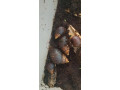 africke-slimaky-small-2