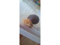 africke-slimaky-small-1