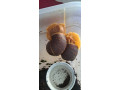 africke-slimaky-small-0