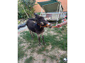 predam-oslika-small-2