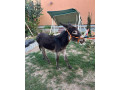 predam-oslika-small-0